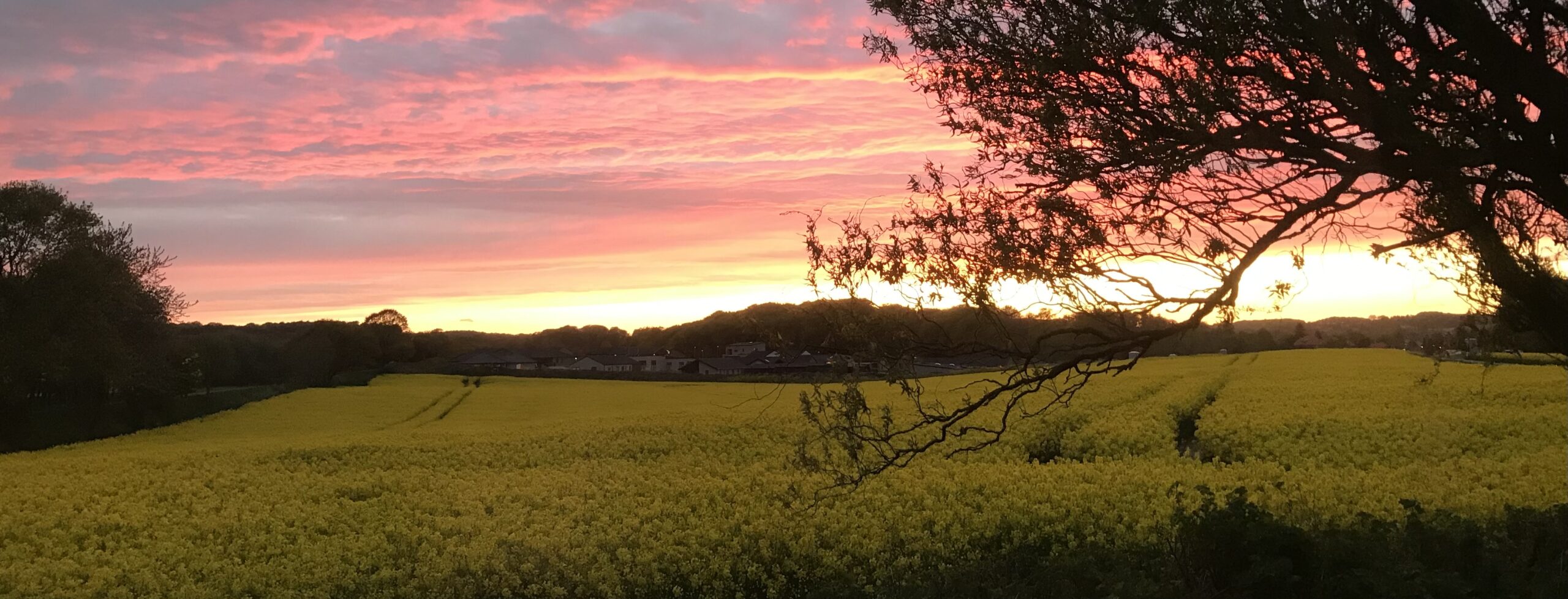 samtaleromsorg.dk solnedgang over rapsmark